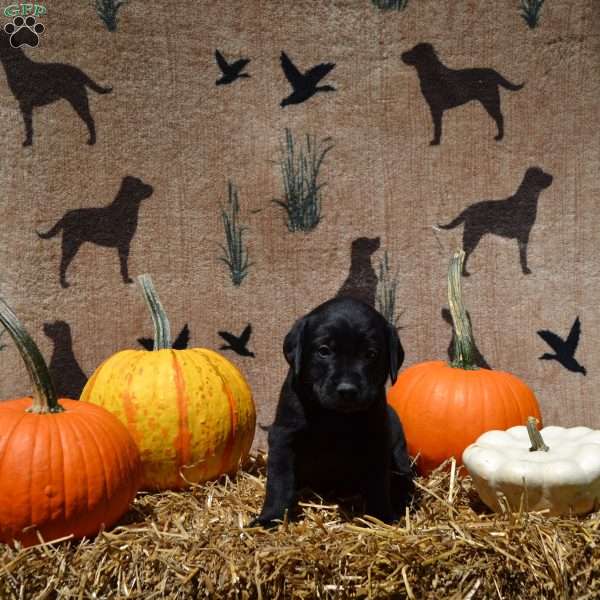 Scout, Black Labrador Retriever Puppy